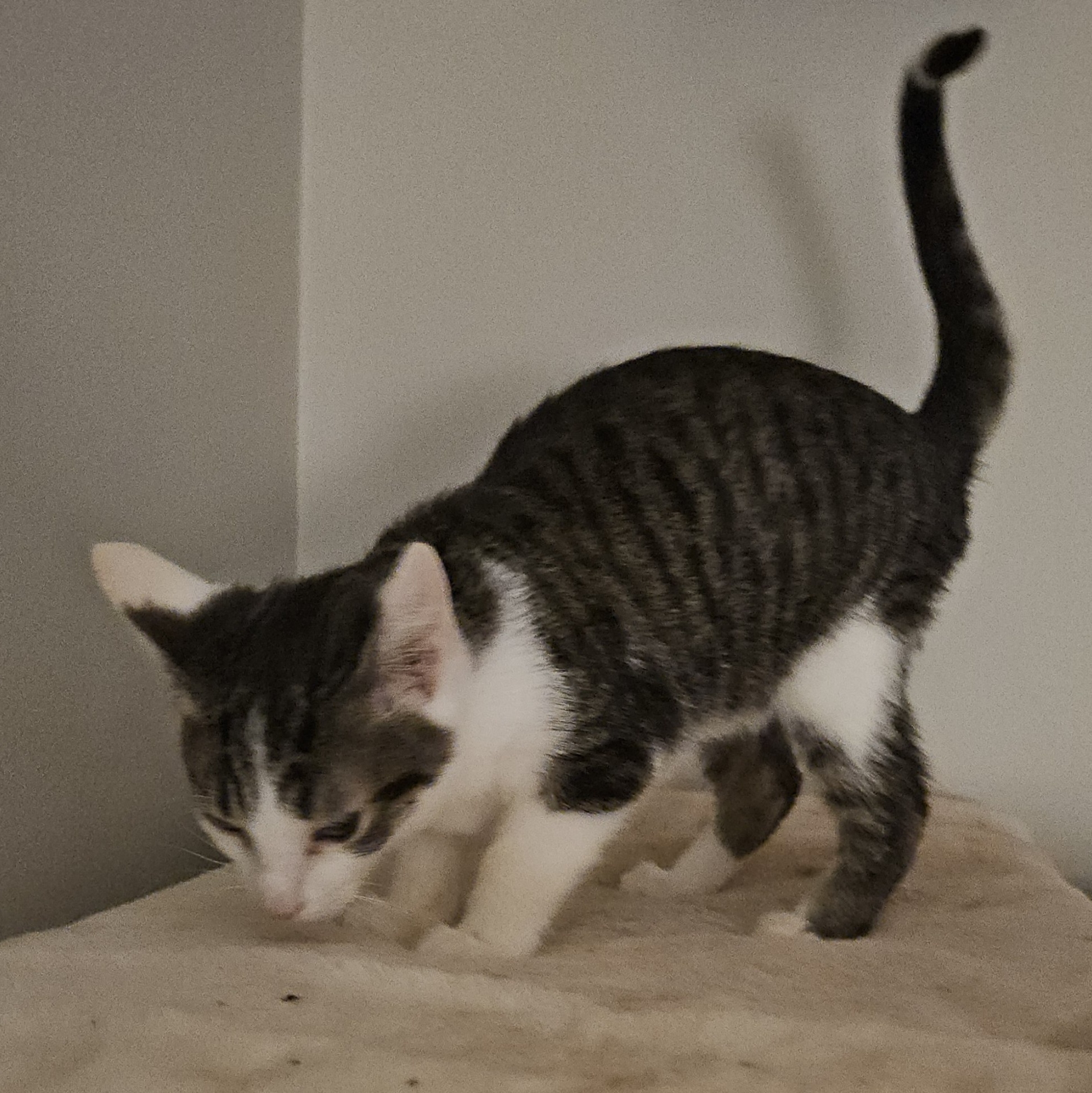 Enlarge Conway, a Adoptable Domestic Short Hair in Kirklin, IN image 4/6