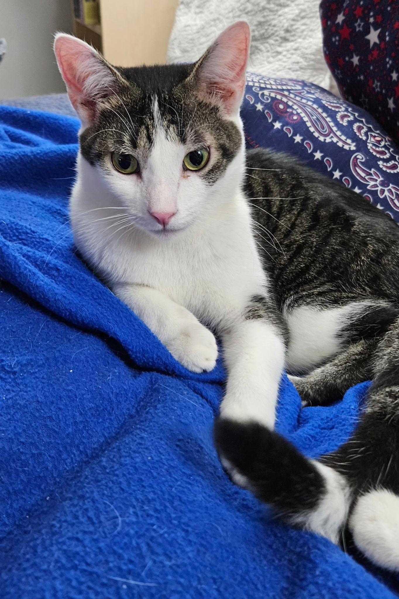 Conway, a Adoptable Domestic Short Hair in Kirklin, IN image 1/6