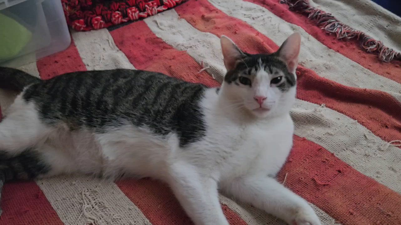 Enlarge Conway, a Adoptable Domestic Short Hair in Kirklin, IN video 2/6