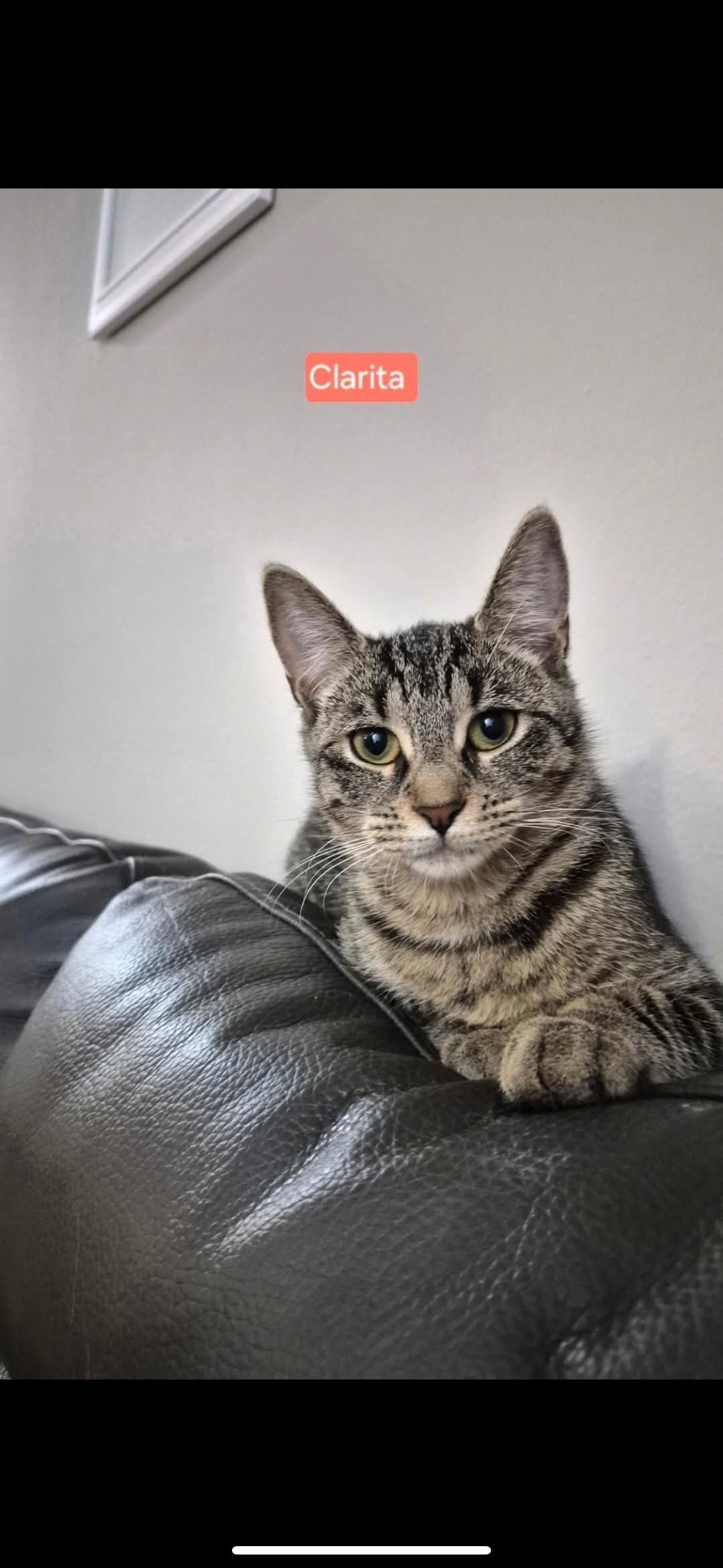 Clarita, Adoptable, Young Female Domestic Short Hair & Tabby.