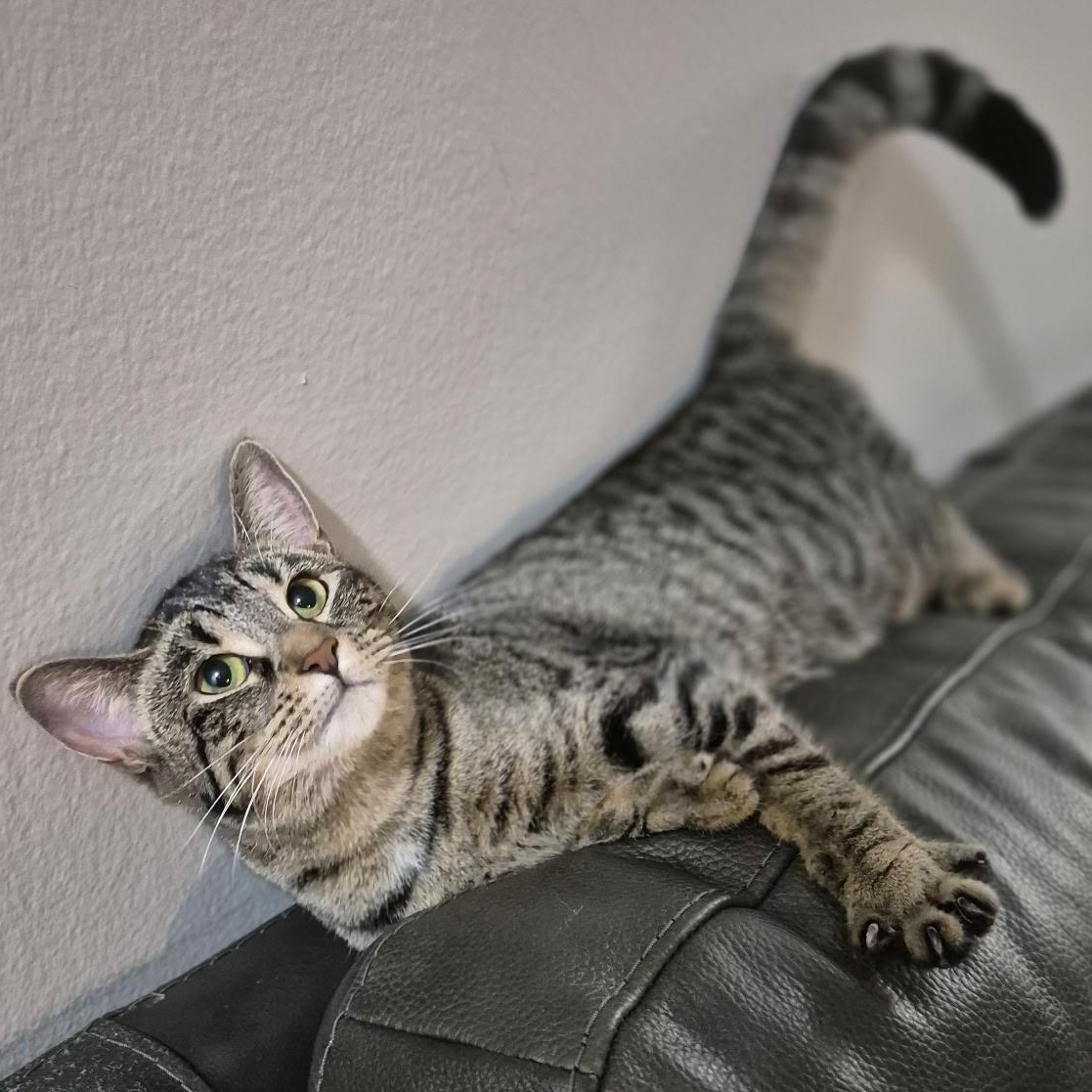 Enlarge Clarita, a Adoptable mixed breed in Rochester Hills, MI image 1/5