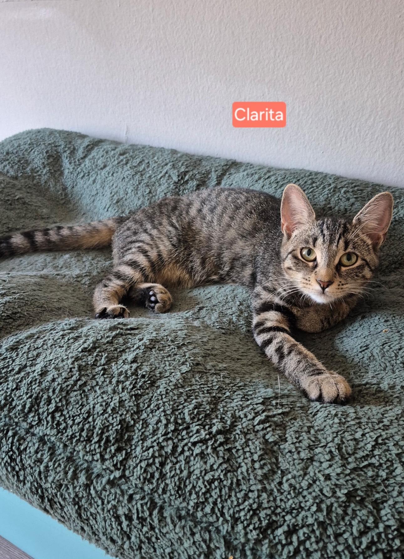 Clarita, Adoptable, Kitten Female Domestic Short Hair & Tabby.