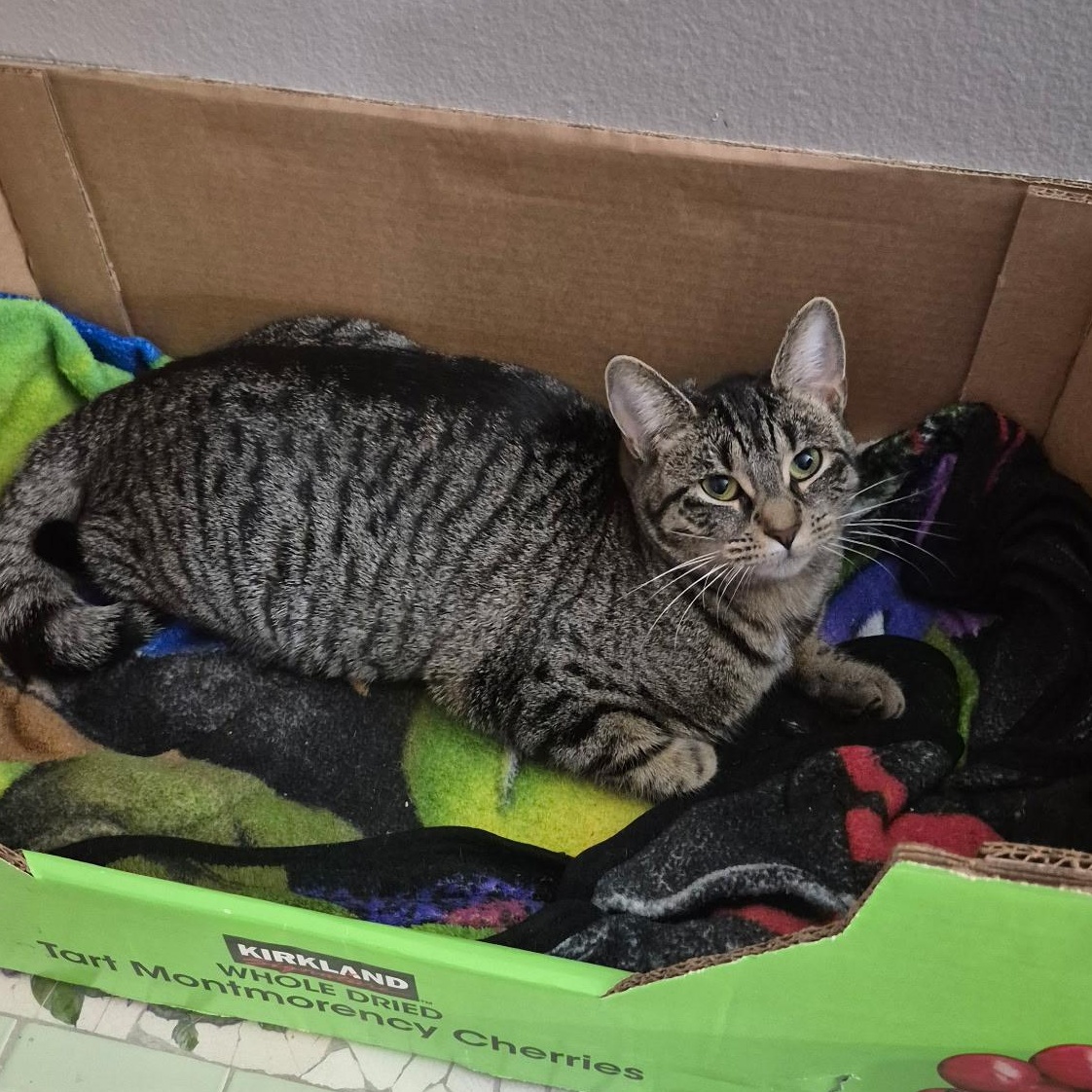 Enlarge Clarita, a Adoptable mixed breed in Rochester Hills, MI image 2/5