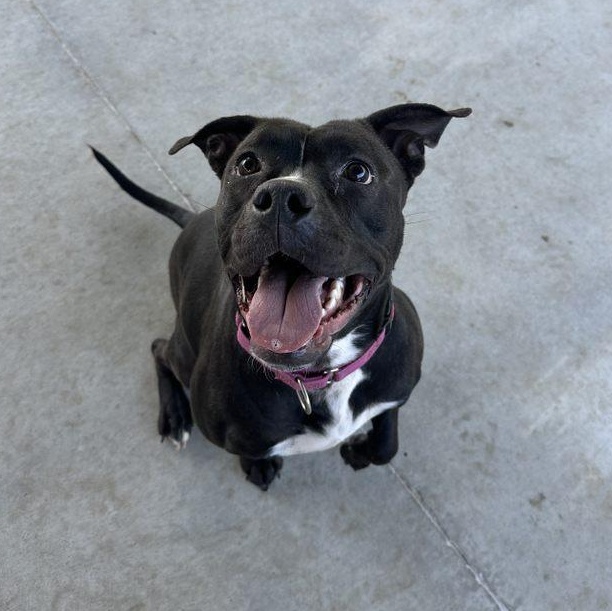 Enlarge Birdie, an adoptable mixed breed in Springfield, MO image 4/6