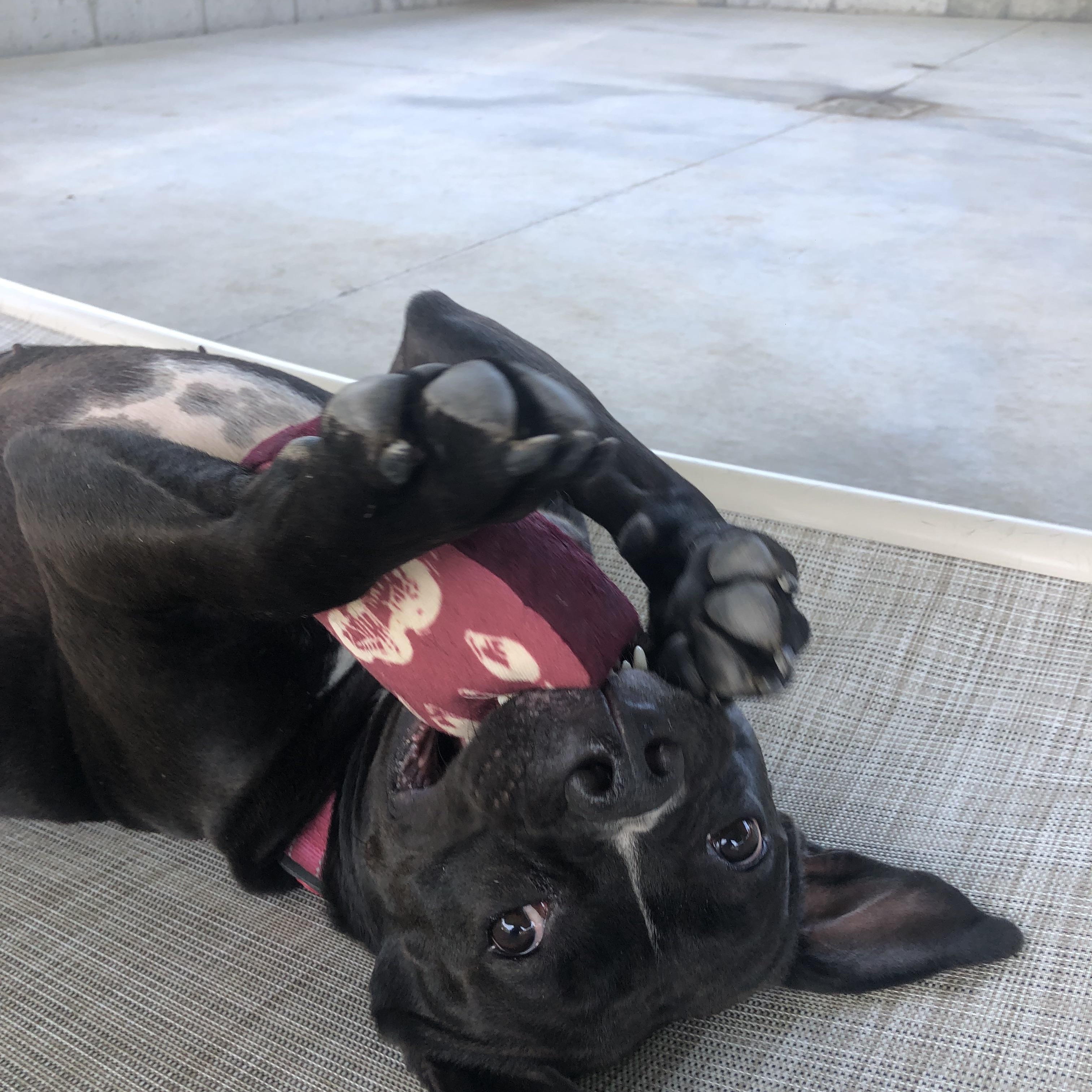 Enlarge Birdie, an adoptable mixed breed in Springfield, MO image 1/6