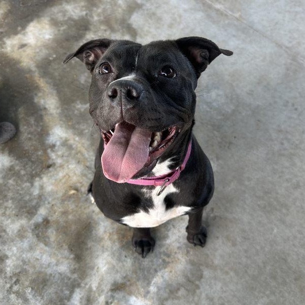 Enlarge Birdie, an adoptable mixed breed in Springfield, MO image 2/6