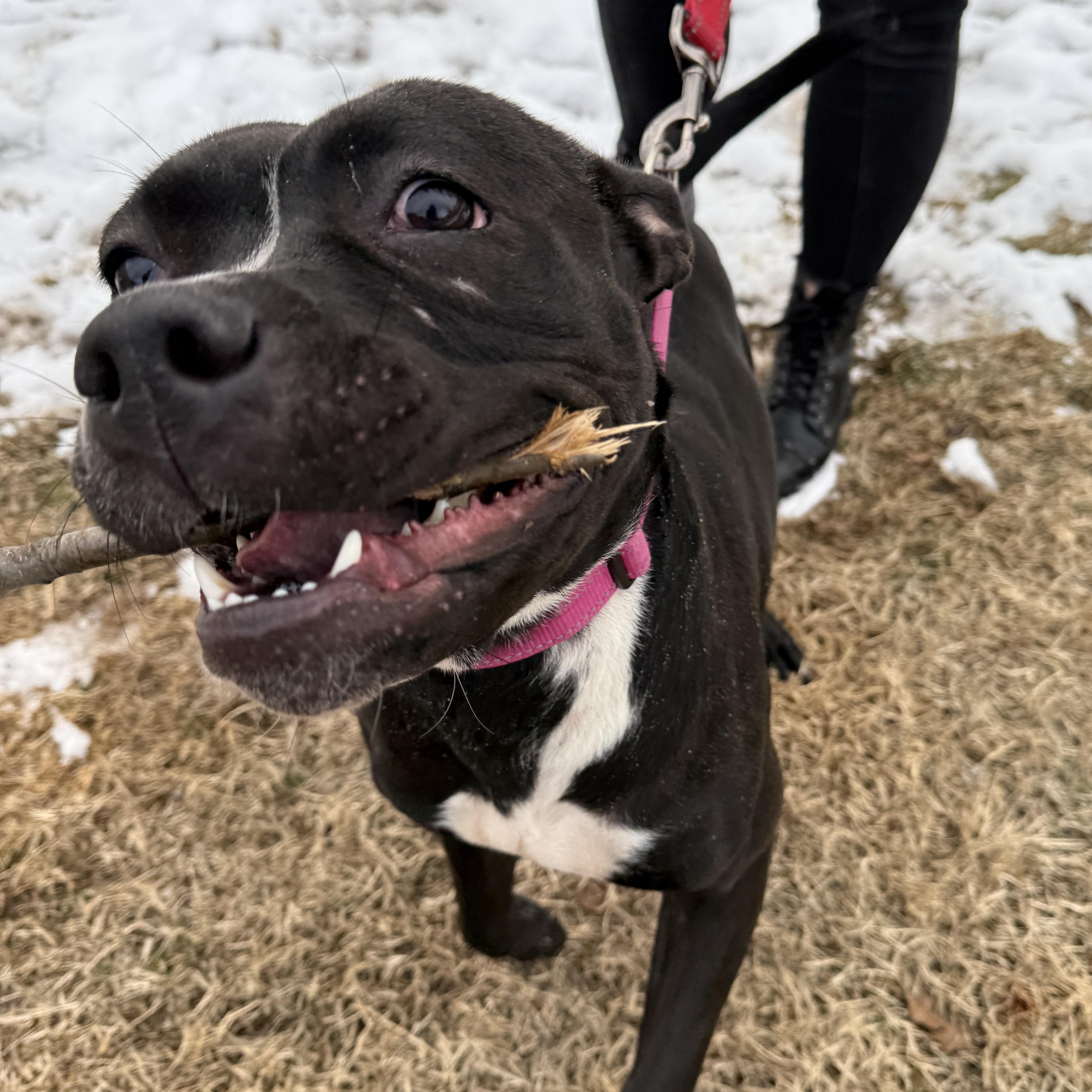 Enlarge Birdie, an adoptable mixed breed in Springfield, MO image 3/6