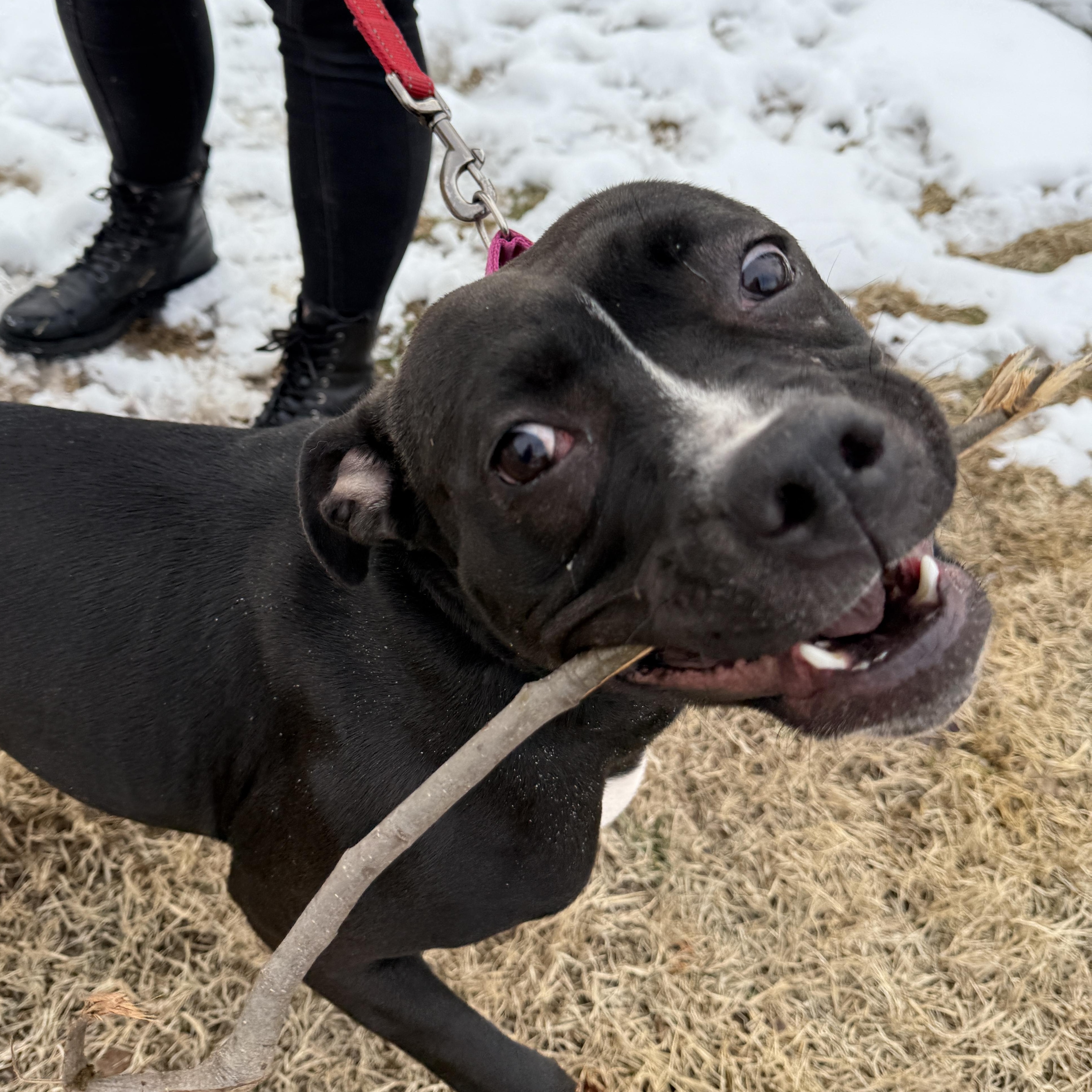 Enlarge Birdie, an adoptable mixed breed in Springfield, MO image 5/6