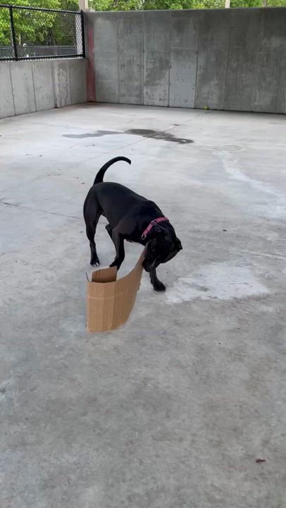 Enlarge Birdie, an adoptable mixed breed in Springfield, MO video 6/6