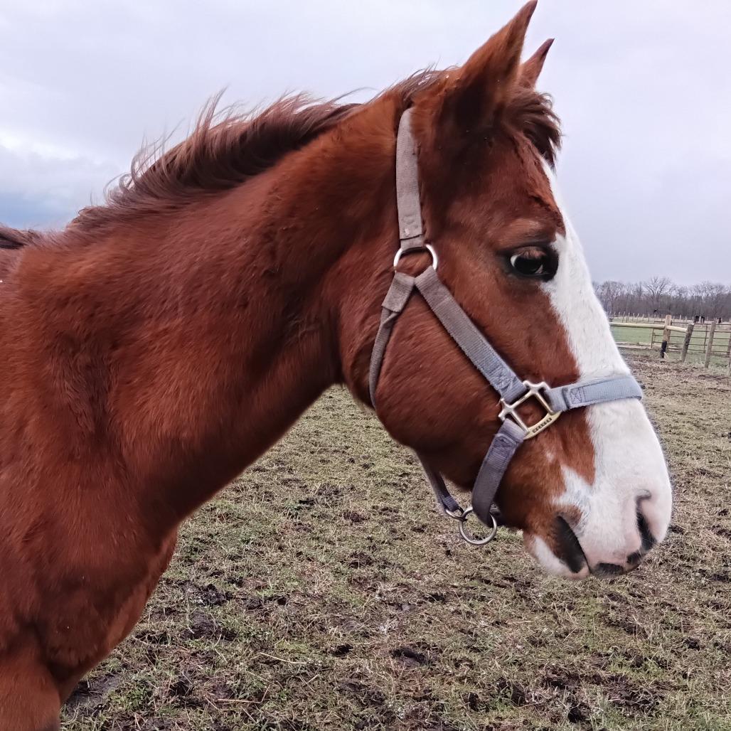 Hoof-Hearted, Adoptable, Senior Male Quarterhorse.