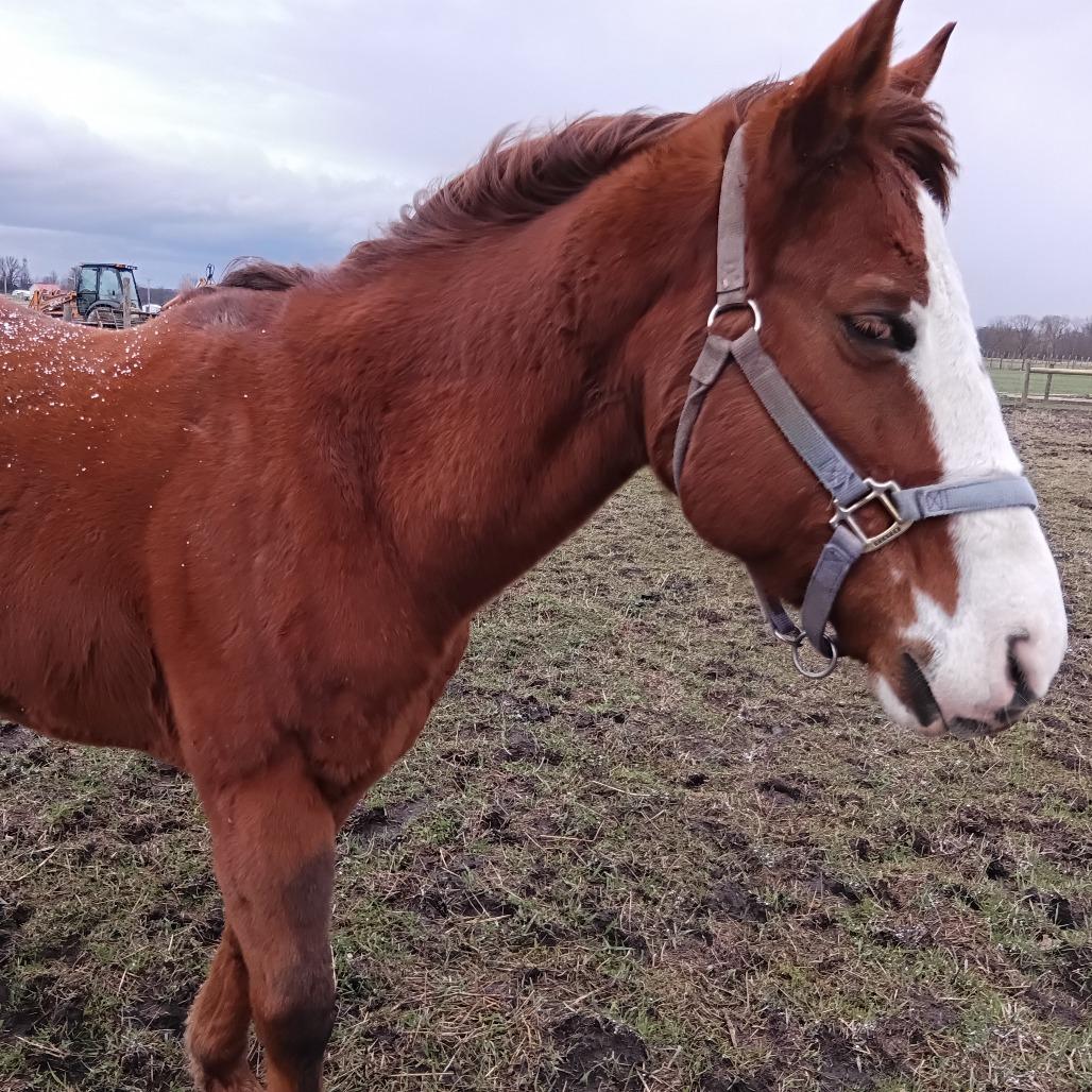 Enlarge Hoof-Hearted, a Adoptable Quarterhorse in Delaware, OH image 2/4