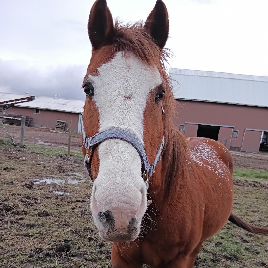 Enlarge Hoof-Hearted, a Adoptable Quarterhorse in Delaware, OH image 3/4
