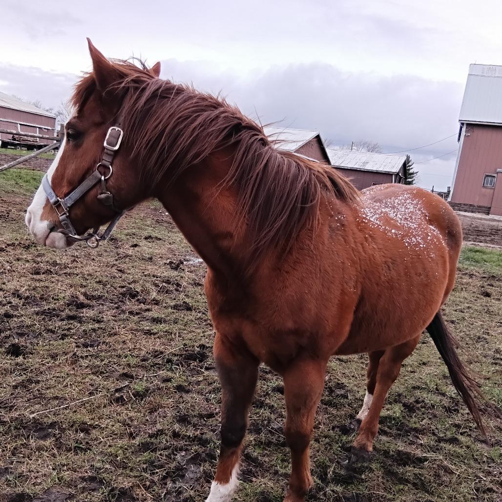 Enlarge Hoof-Hearted, a Adoptable Quarterhorse in Delaware, OH image 4/4