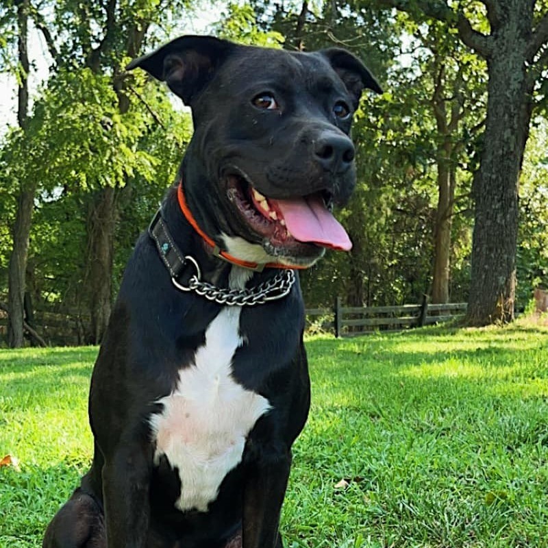 Enlarge Ace , an adoptable mixed breed in Springfield, MO image 2/6