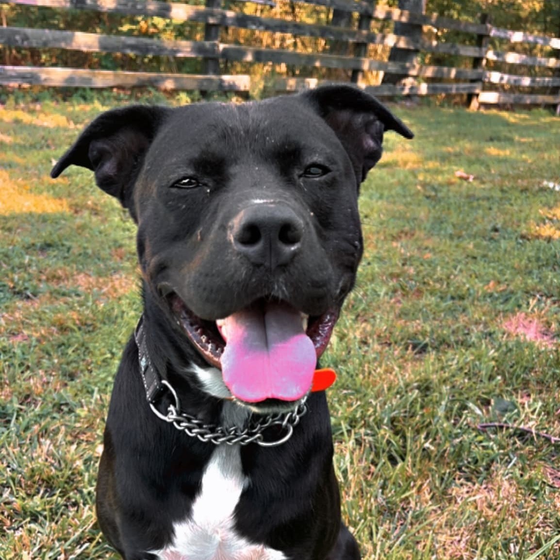 Enlarge Ace , an adoptable mixed breed in Springfield, MO image 1/6