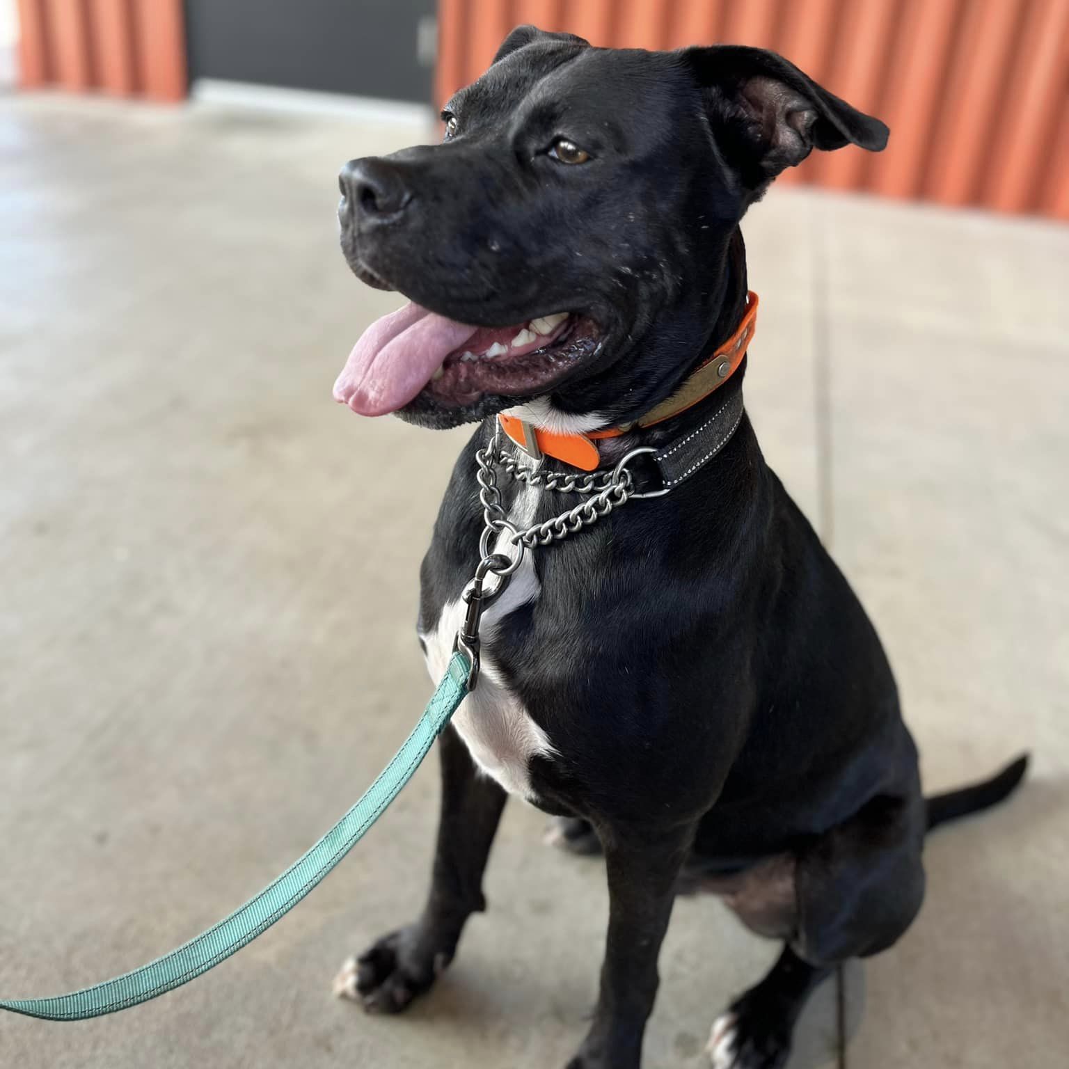 Enlarge Ace , an adoptable mixed breed in Springfield, MO image 4/6