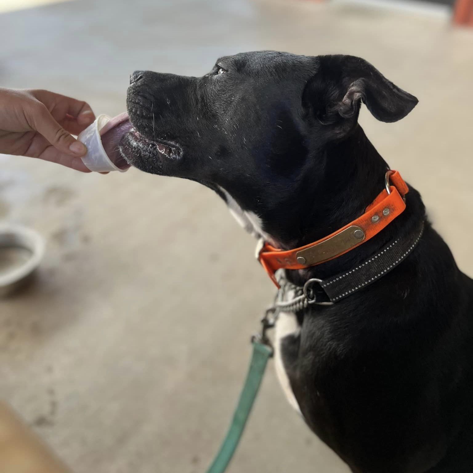 Enlarge Ace , an adoptable mixed breed in Springfield, MO image 5/6