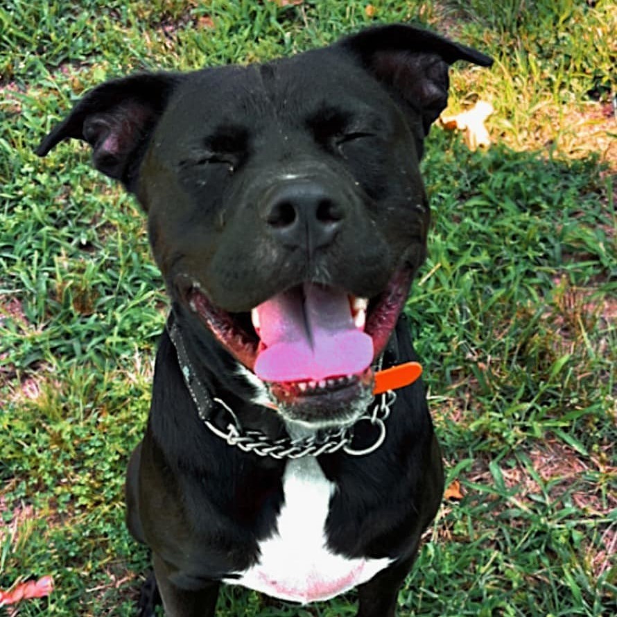 Enlarge Ace , an adoptable mixed breed in Springfield, MO image 6/6