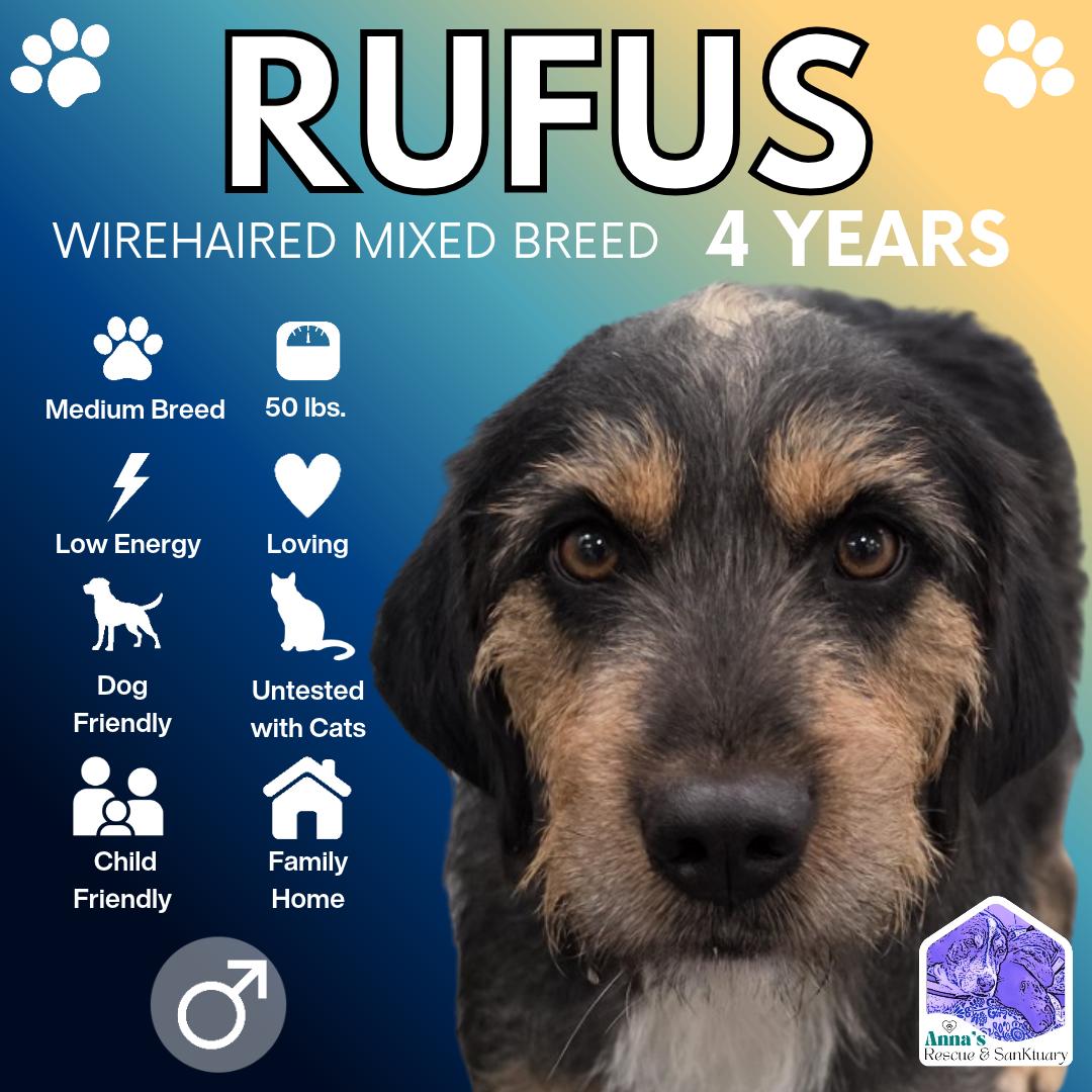 Rufus, Adoptable, Adult Male Wirehaired Pointing Griffon & Hound.