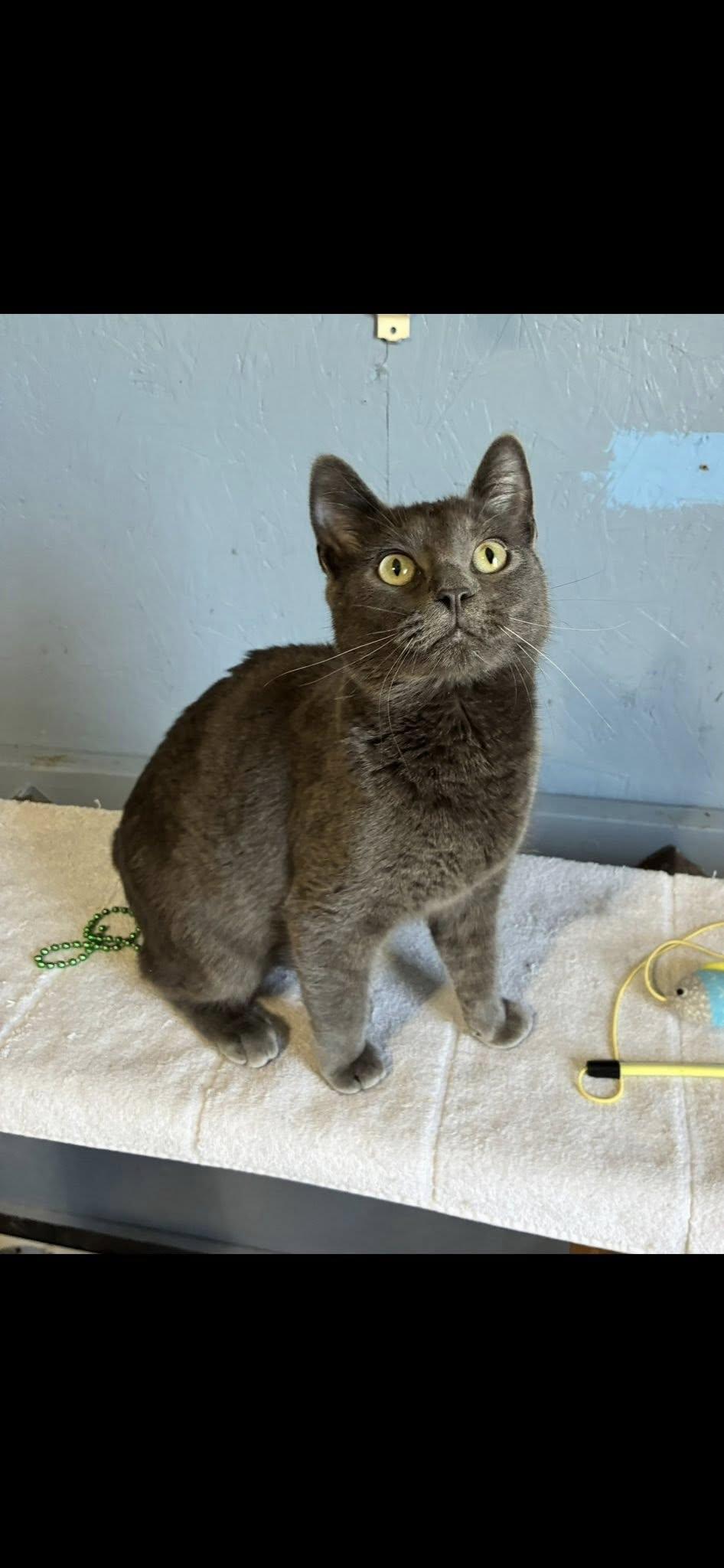 Little Grey, adopted, Kitten Male Domestic Short Hair.