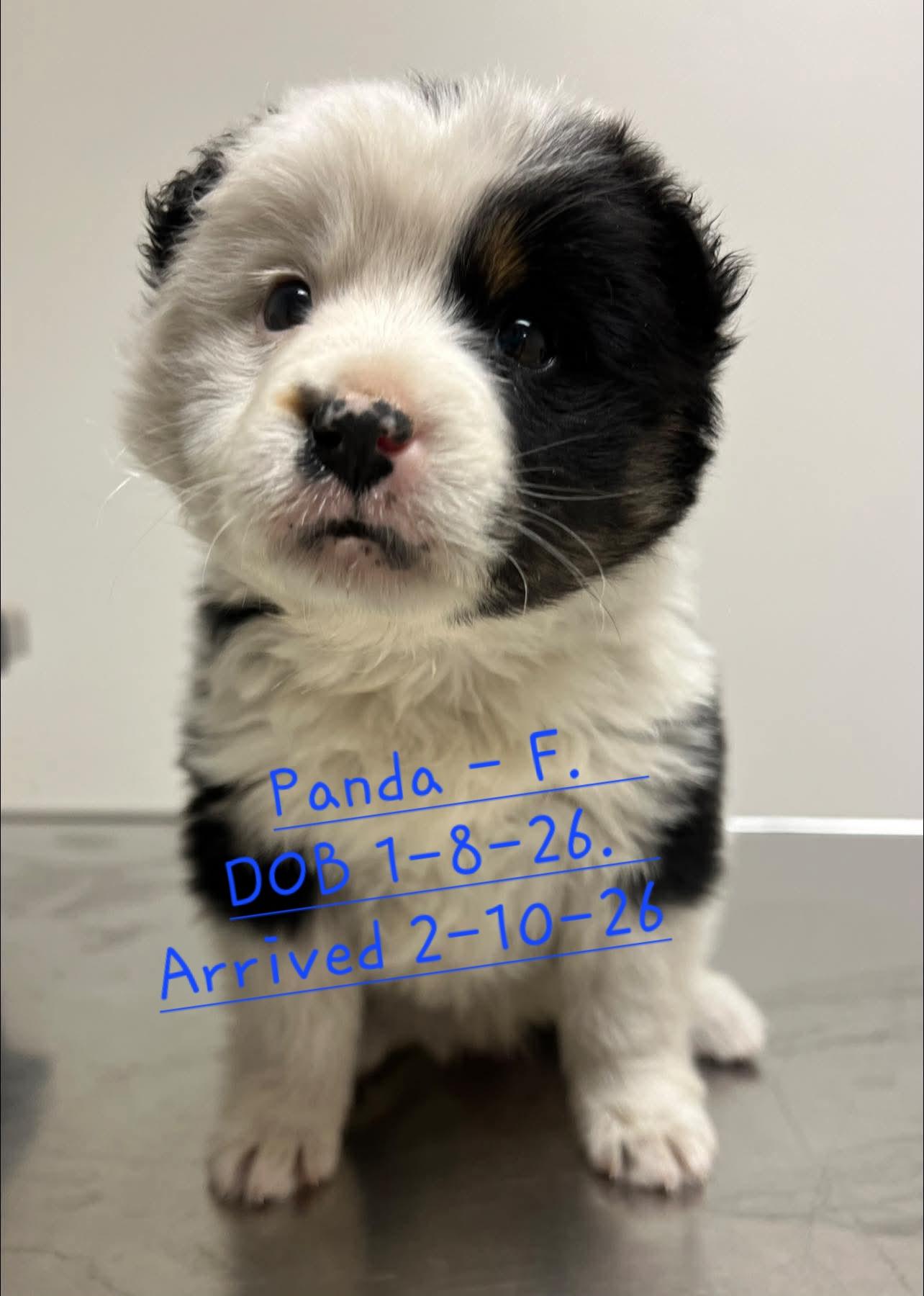Enlarge Panda, a Adopted mixed breed in Nucla, CO image 1/1