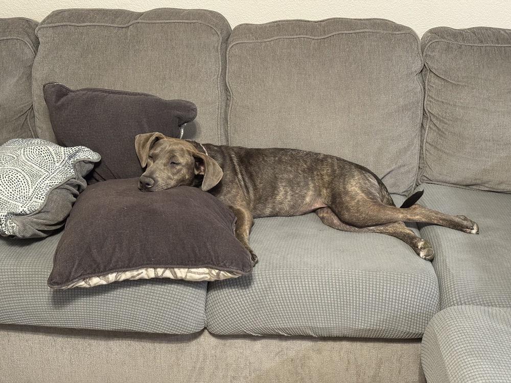 Tillie, Adoptable, Puppy Female Weimaraner & Terrier.