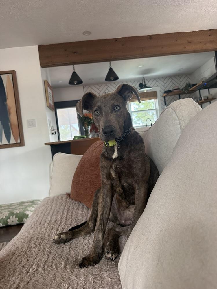 Enlarge Tillie, a Adoptable mixed breed in Denver, CO image 2/6