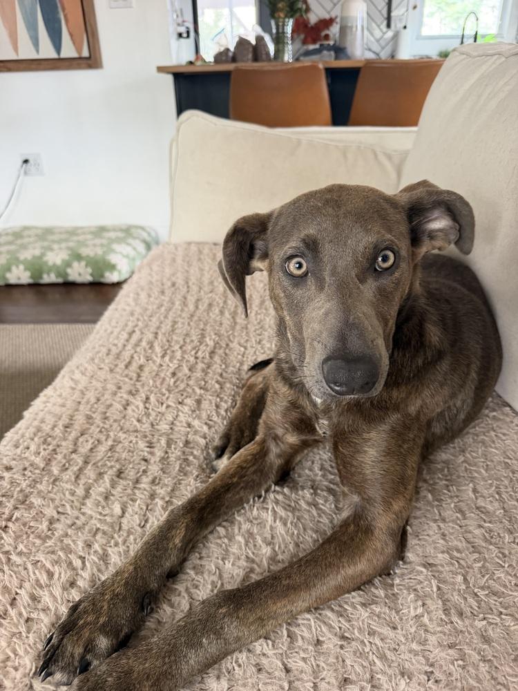 Enlarge Tillie, a Adoptable mixed breed in Denver, CO image 3/6