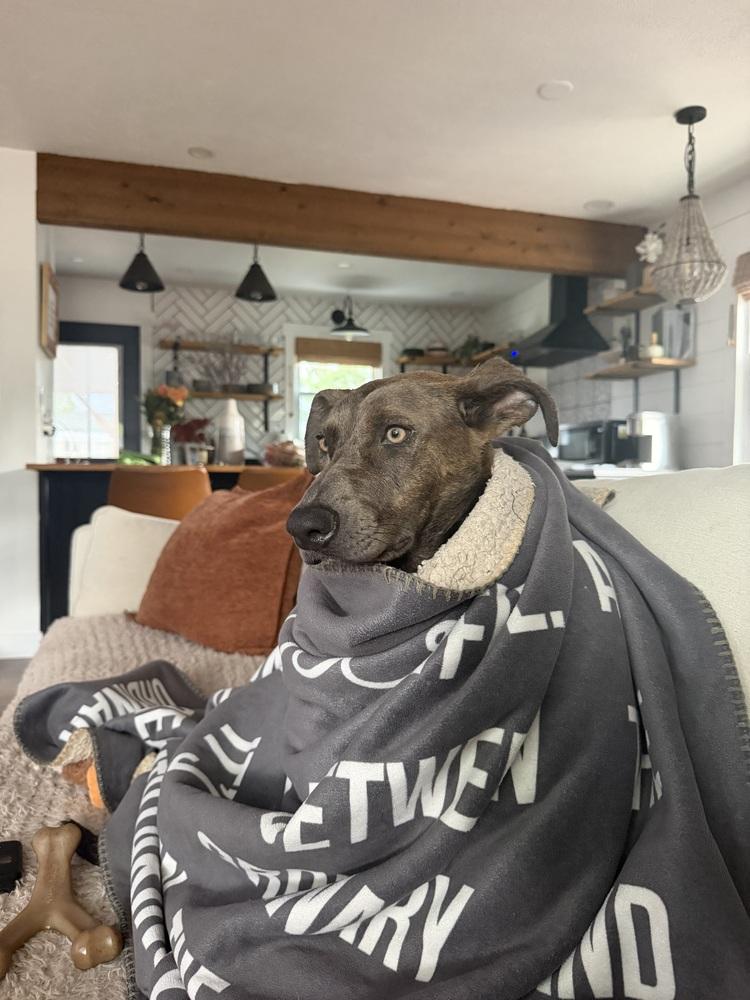 Enlarge Tillie, a Adoptable mixed breed in Denver, CO image 4/6