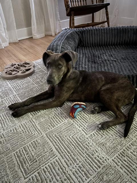 Enlarge Tillie, a Adoptable mixed breed in Denver, CO image 5/6