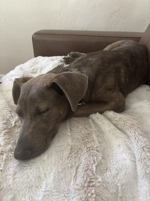 Enlarge Tillie, a Adoptable mixed breed in Denver, CO image 6/6