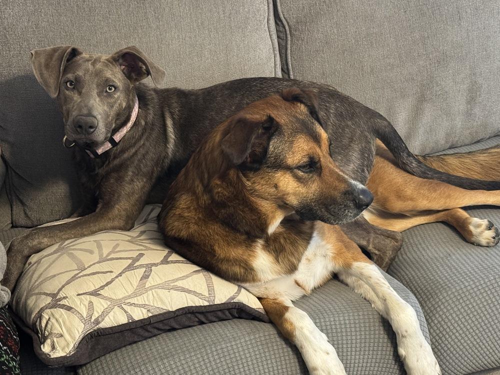 Enlarge Tillie, a Adoptable mixed breed in Denver, CO image 6/6
