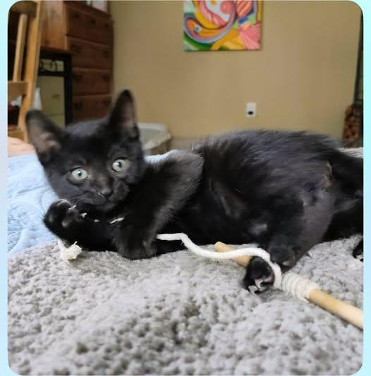 Patapon, ADOPTABLE, Kitten Male Domestic Short Hair.