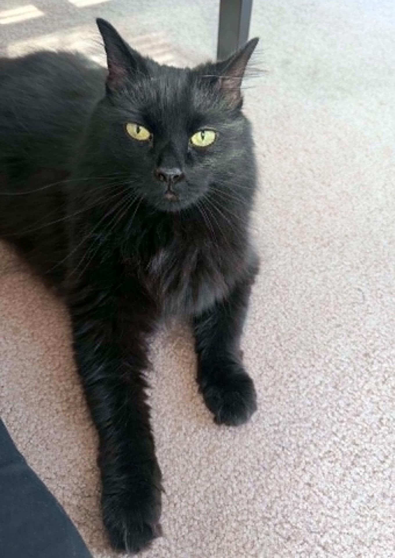 Kiki, a ADOPTABLE Domestic Long Hair in Kennebunk , ME image 4/6