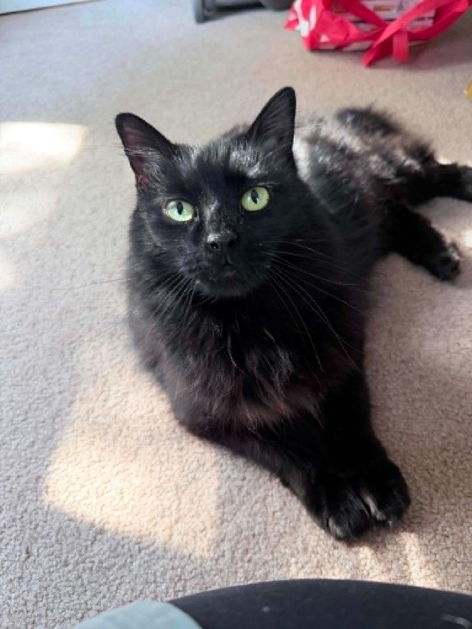 Kiki, a ADOPTABLE Domestic Long Hair in Kennebunk , ME image 1/6