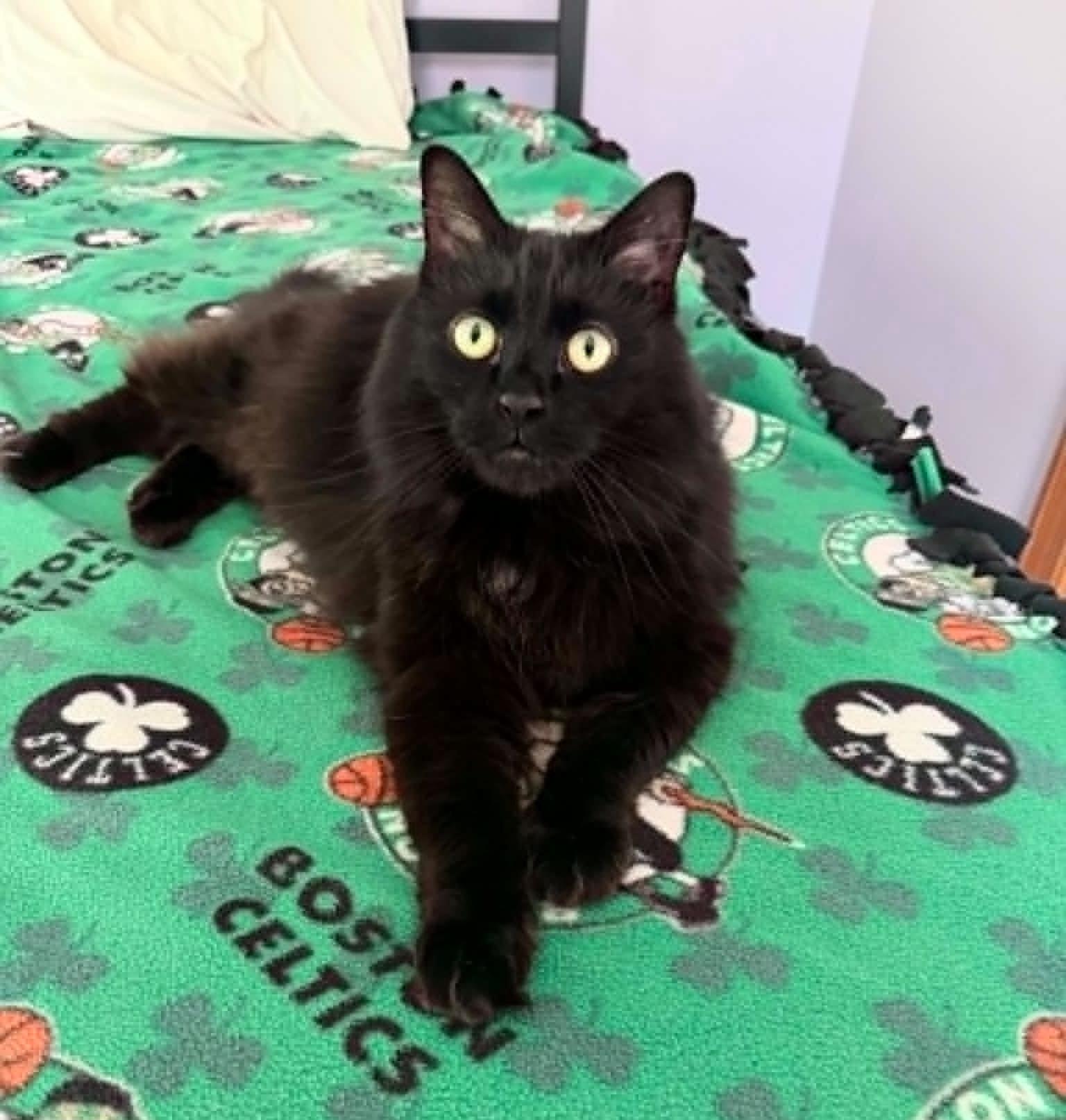 Kiki, a ADOPTABLE Domestic Long Hair in Kennebunk , ME image 6/6