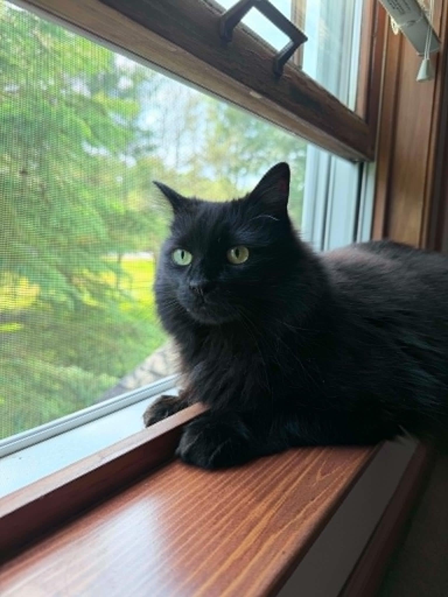 Kiki, a ADOPTABLE Domestic Long Hair in Kennebunk , ME image 5/6