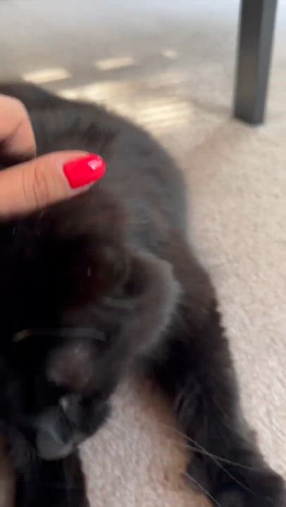 Enlarge Kiki, a ADOPTABLE Domestic Long Hair in Kennebunk , ME video 2/6