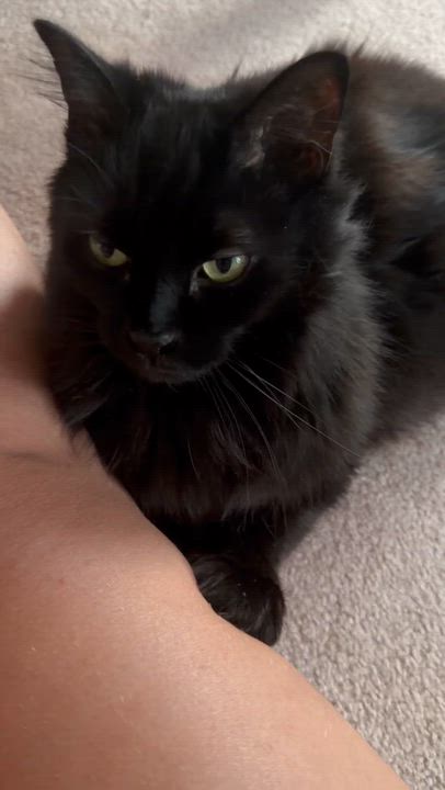 Enlarge Kiki, a ADOPTABLE Domestic Long Hair in Kennebunk , ME video 3/6