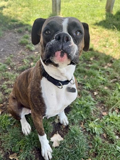 Merida, adopted, Adult Female Boxer.