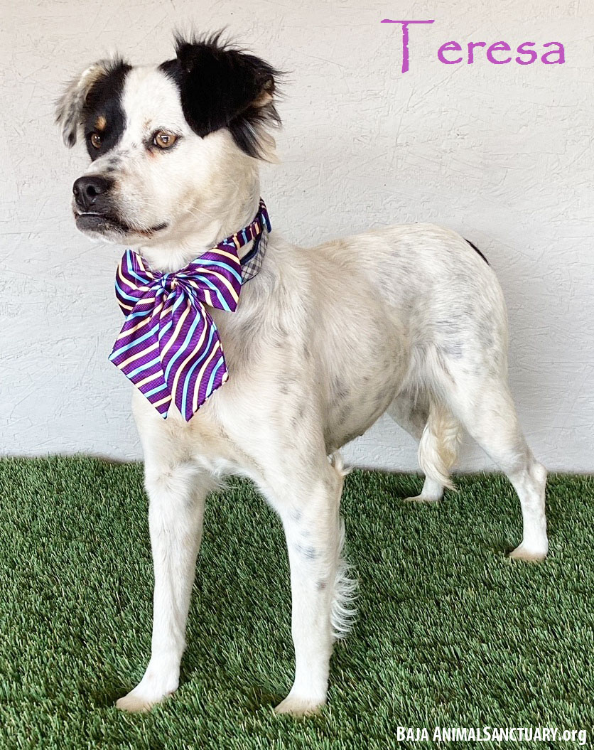Teresa, Adoptable, Young Female Australian Shepherd.