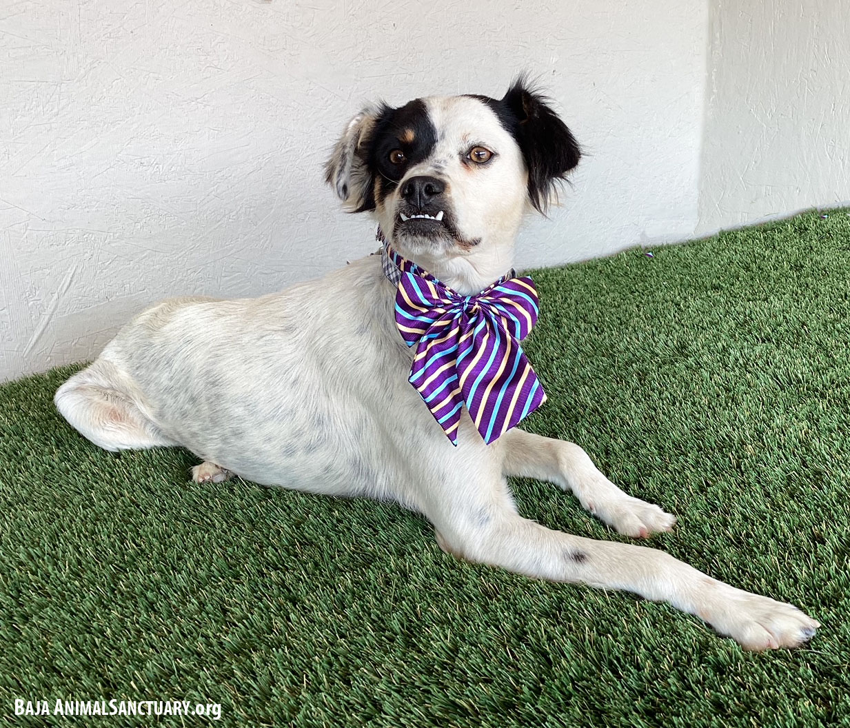 Enlarge Teresa, a Adoptable mixed breed in San Diego, CA image 3/3