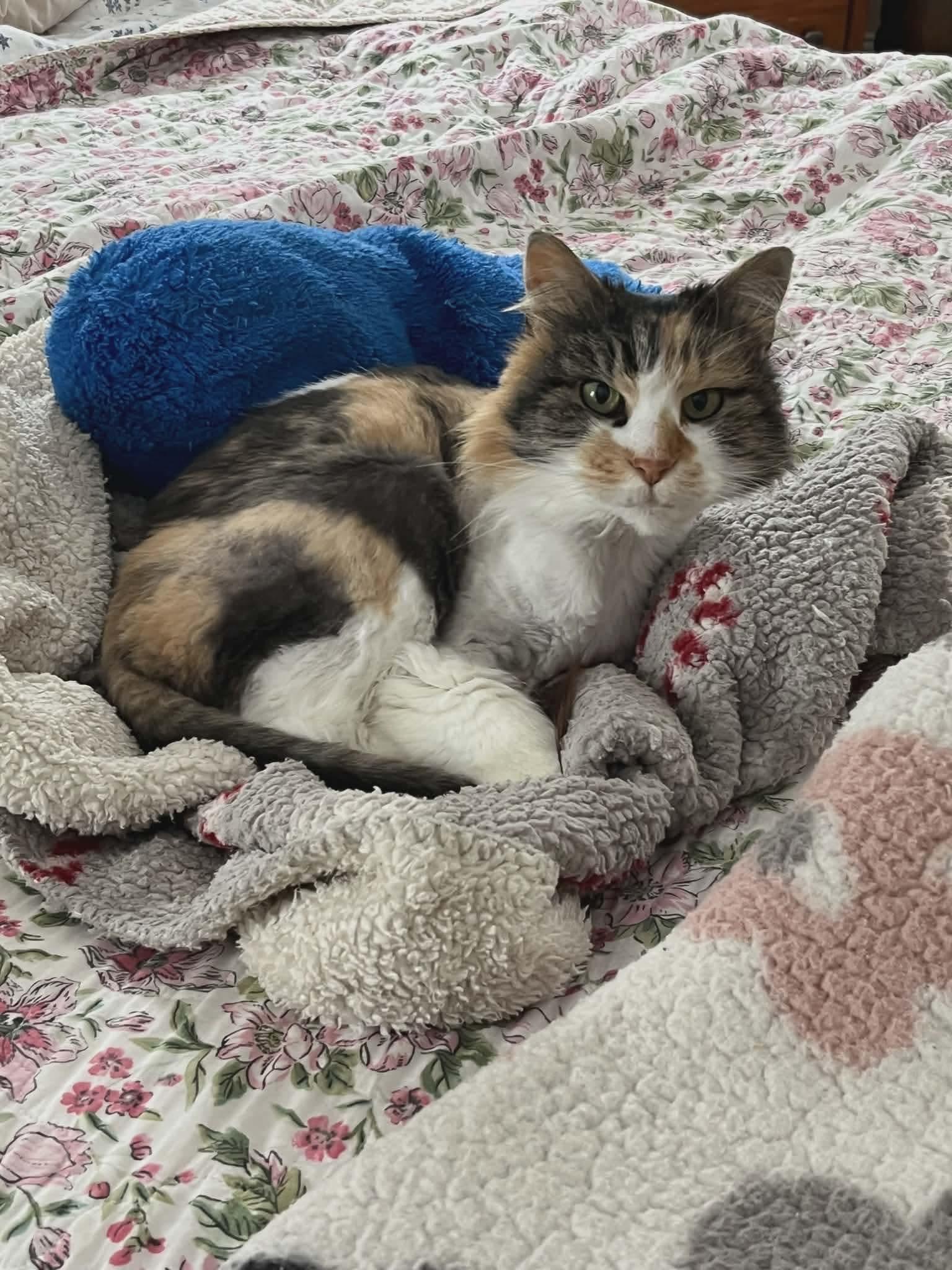 Shirley, an adopted Domestic Long Hair in Worcester, MA image 1/2