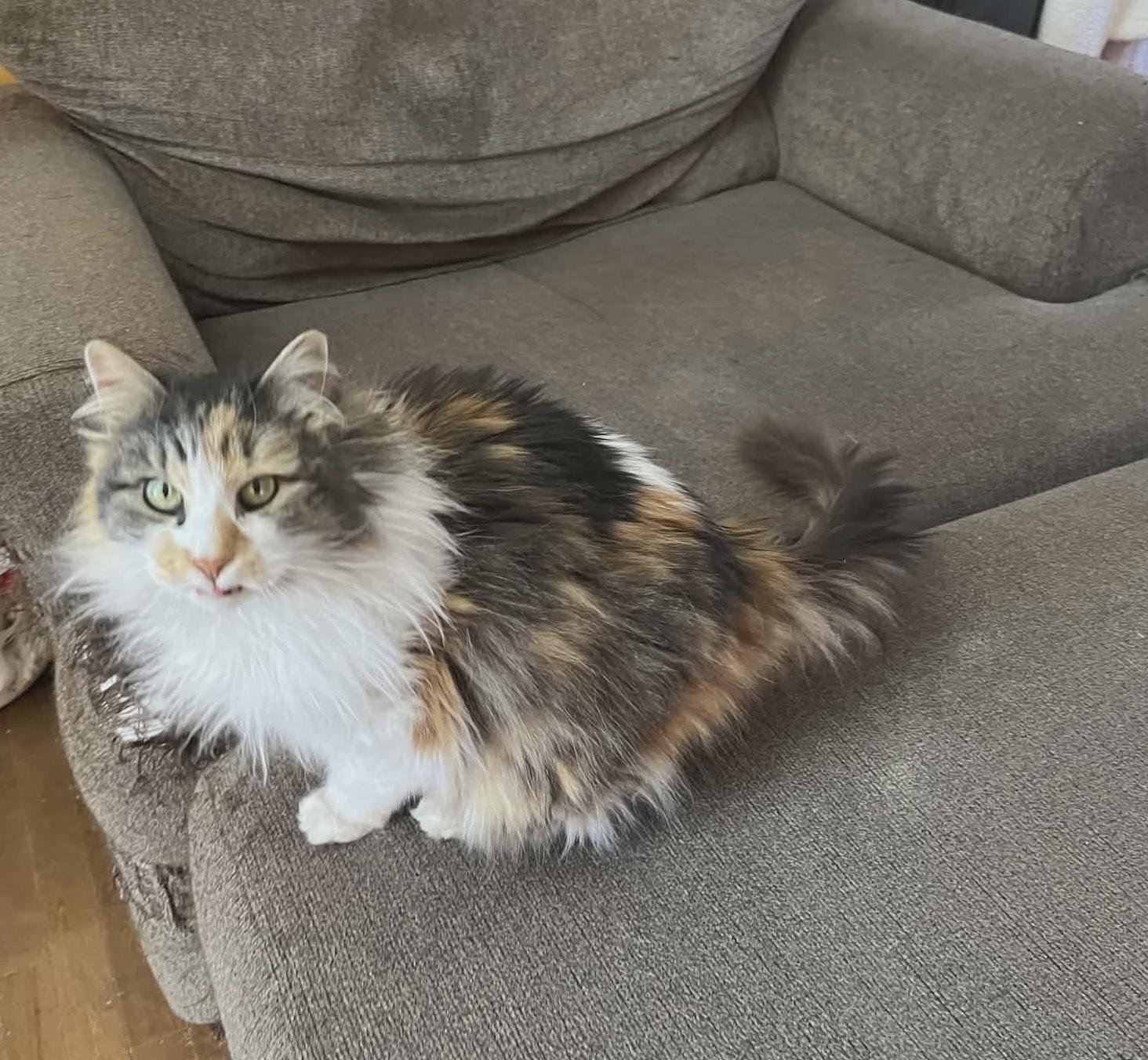 Shirley, an adopted Domestic Long Hair in Worcester, MA image 2/2