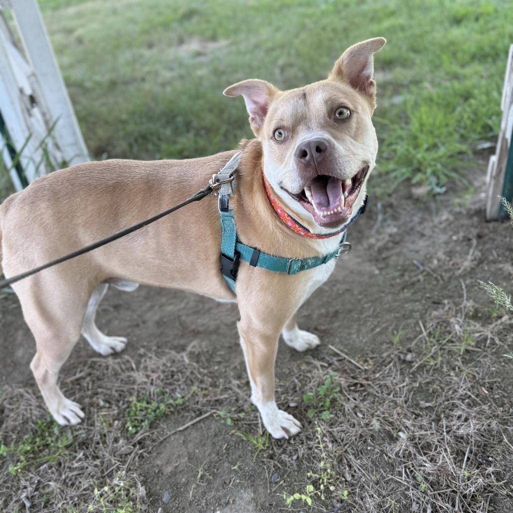Tanner, Adoptable, Adult Male Mixed Breed.