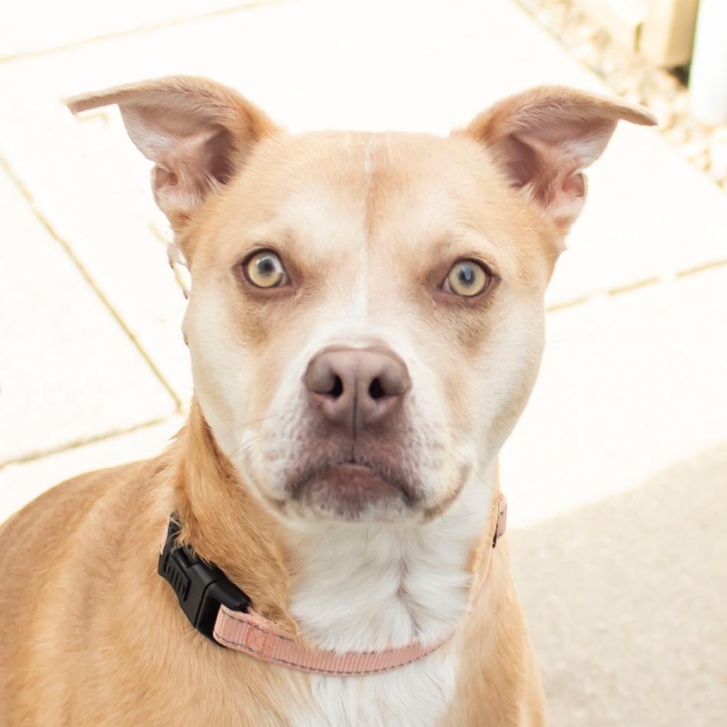 Enlarge Tanner, a Adoptable Mixed Breed in Middletown, RI image 1/1