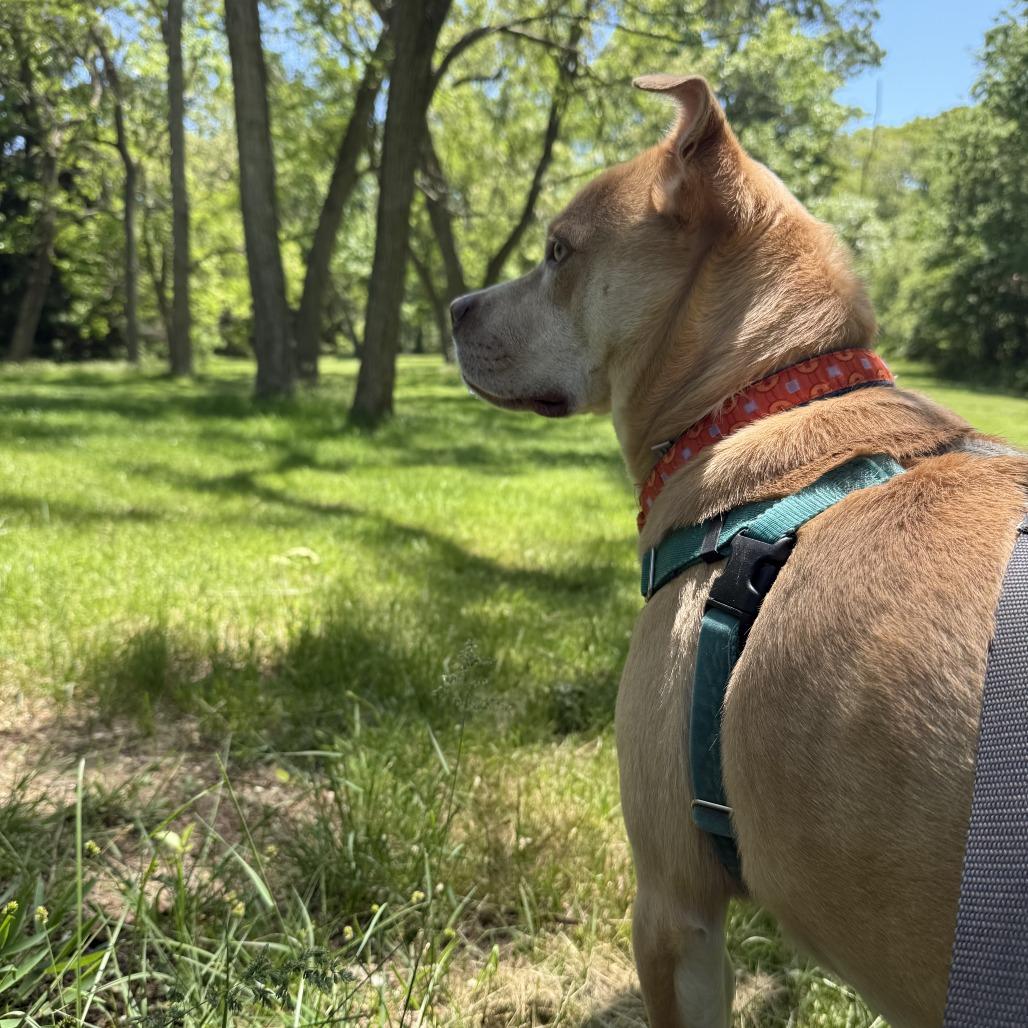 Tanner, a Adoptable Mixed Breed in Middletown, RI image 3/4