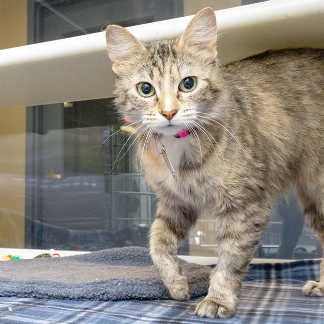 Enlarge NANA, a Adoptable Domestic Medium Hair in St. Louis, MO image 1/1