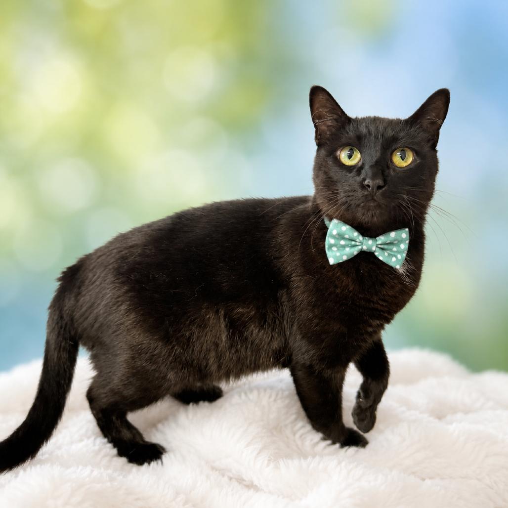 Walnut, Adoptable, Adult Male Domestic Short Hair & Mixed Breed.