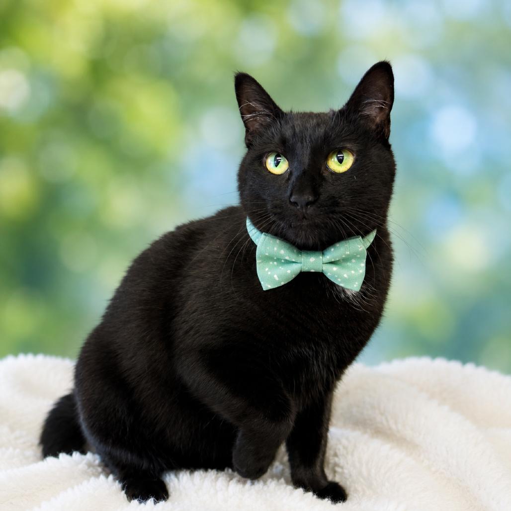 Enlarge Walnut, a Adoptable mixed breed in Binghamton, NY image 2/3